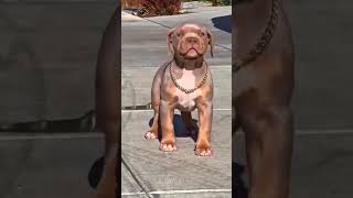 Dog evolution ☠️ #dog #viral #pitbull #kangal #evolution #shorts #shortsfeed