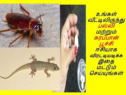 பல்லி மற்றும் கரப்பான் பூச்சி வீட்டை விட்டு துரத்த