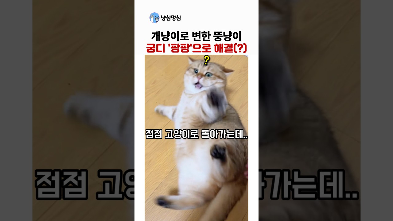 개냥이로 변한 뚱냥이, 집사가 궁디 팡팡 했더니..