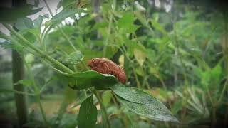 Suara Alam: 