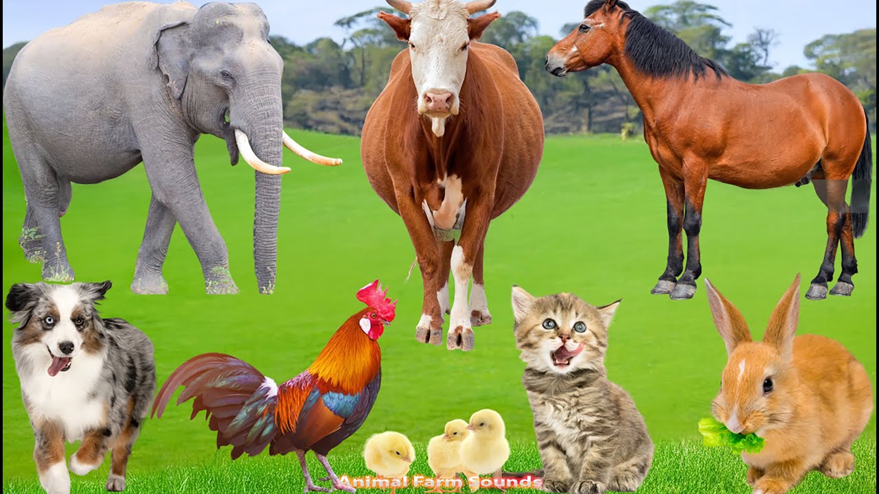 Cute Baby Animals: Duckling, Cow, Horse, Squirrel, Lamb, Chick, Kitten – Animal Sounds