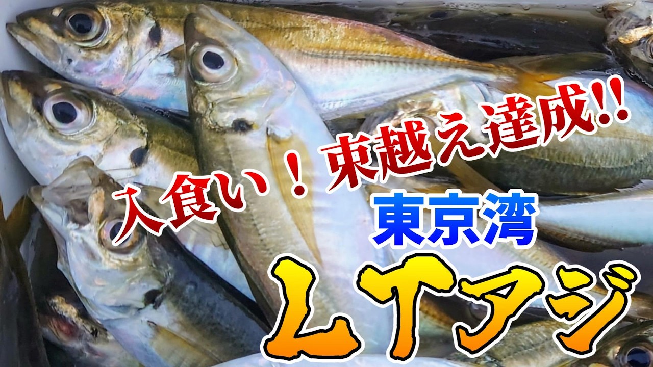 【東京湾】良型入食い！目指せ束越え！　東京湾のLTアジ【船釣り】
