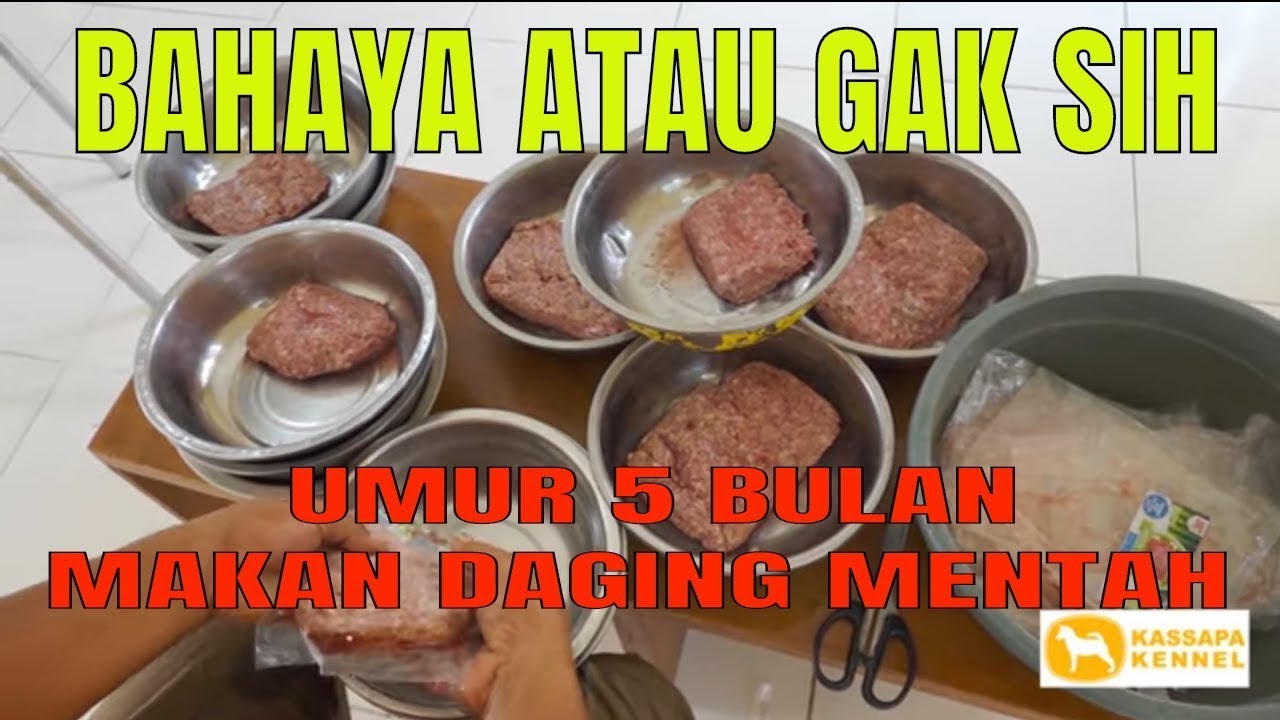 ANAK ANJING ALASKAN MALAMUTE USIA 5 BULAN MAKAN DAGING ...