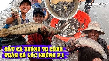 Tát Vuông 70 Công Bắt Cá Toàn Cá Lóc Khủng, Cá Rô Cá Trê Vàng Xem  Mê Mắt P.1/Fishing/NGÃ NĂM TV