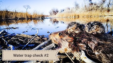 Checking the 2018-2019 water trap line check #2!