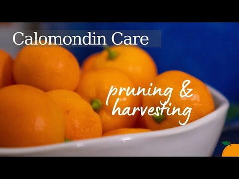 Calomondin Tree Care Tips 🍊🧡 | Pruning & Harvesting