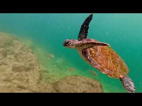 Gold Coast Seaway - 11.09.2024 | Entry #4