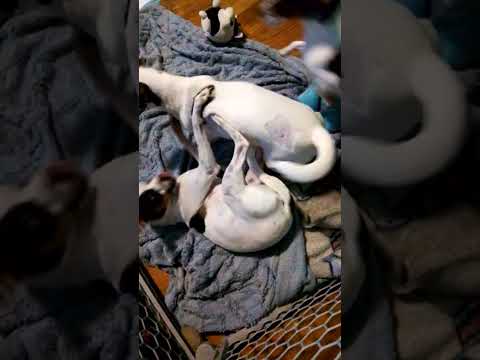 Chidori Choji And Lucy