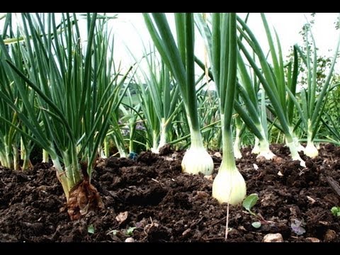 How To Grow Onion - YouTube