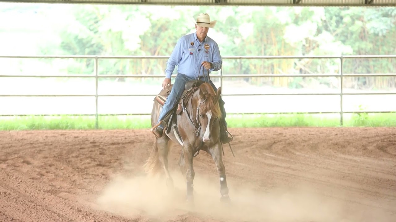 WORKSHOP - A Sequência da Doma