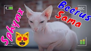 Cute Sphynx Cat - Model Beerus Hakaishin Sama In The Real Life | Viral Cat