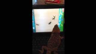 Bearded dragon plays ant smasher