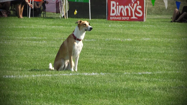 Ashley Whippet International