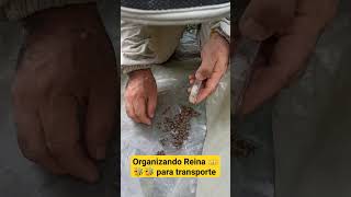 Organizando Reina para la venta