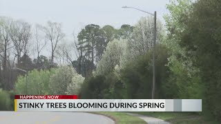 Spring brings invasive species of tree, program helps remove them