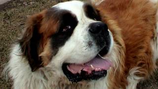 Long haired St  Bernard by World animals 2,307 views 7 years ago 2 minutes, 19 seconds