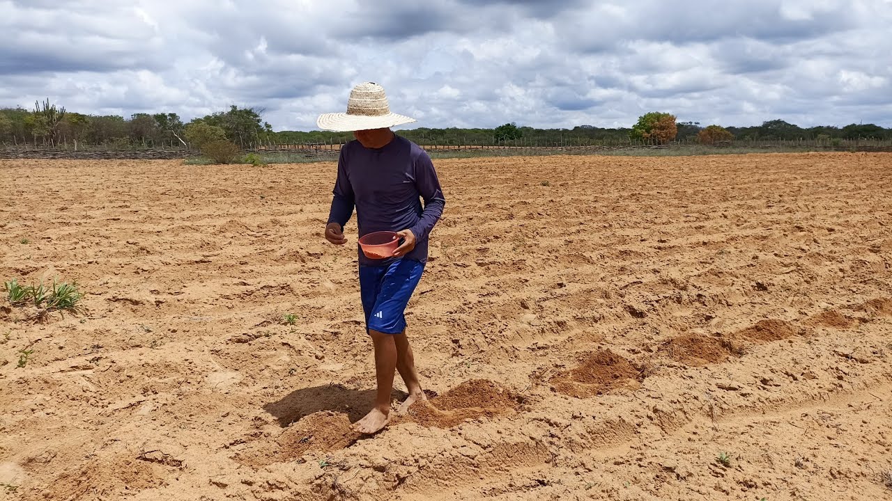 Esclarecimento importante/ já plantamos mais de a metade do nosso roçado 🙏