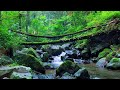 Powerful River Flow in Nature | Soothing Water Sounds for Deep Focus, Beat Stress, Reduce Anxiety