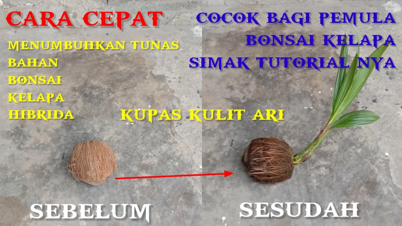 cara menumbuhkan tunas bahan bonsai kelapa abaawan YouTube