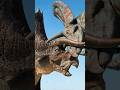 【角竜】トリケラトプス対トロサウルス！/Triceratops vs Torosaurus! #dinosaur