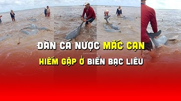 🔴 Cảnh hiếm gặp đàn Cá Nược mắc cạn ở cửa biển cống Cái Cùng (Bạc Liêu) #caheo #dolphin #giathuysan