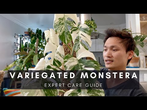 Video Variegated Monstera Care Guide | Ep 89 - youtube