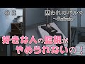 【囚われのパルマRefrain】＃３　「僕はどっちかっていうと即レスタイプの人間です」【声優】【石川界人】
