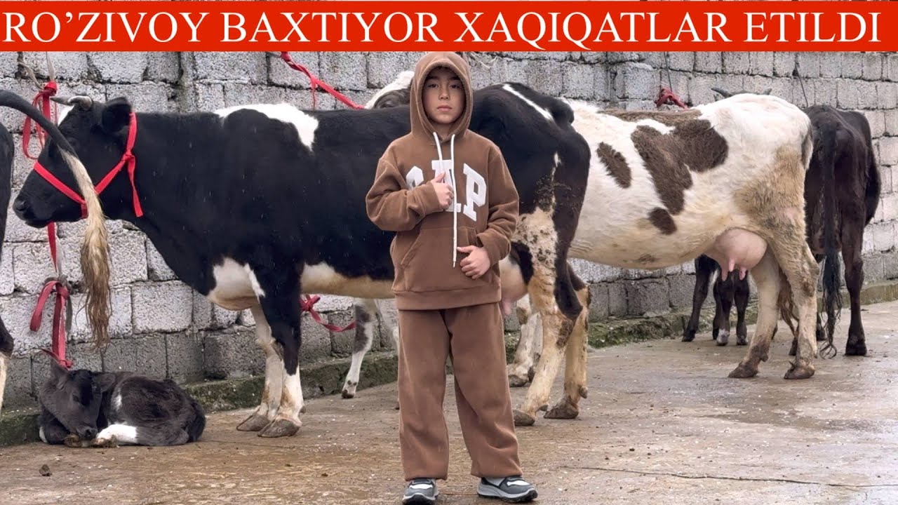 ROʻZIVOY😳F💥🥛SUTDOR SIFATLI SGIRLAR K✊YANGI P🚘DASTAFKASI BOR PULI ARZON SHOSHILING🏃