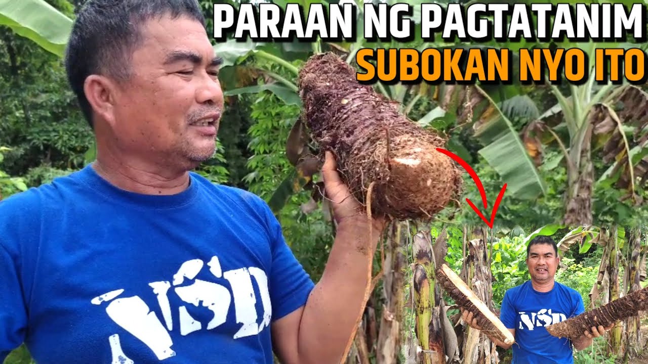 PARAAN NG PAGTATANIM NG TARO | PAANO MAG TANIM NG TARO | D' Green Thumb