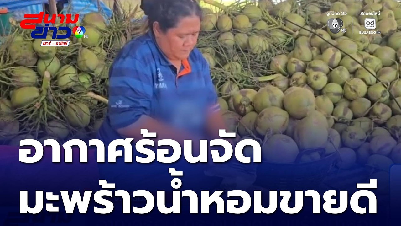 อากาศร้อน กระตุ้นราคามะพร้าวน้ำหอม | สนามข่าวเสาร์-อาทิตย์