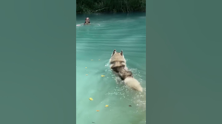 Il mio CANE CREDE che io sia in PERICOLO e vuole SALVARMI🥺❤️😢 #dog #cane #dogs #cani