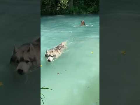 Video: Perché i Pit Bull affrontano una battaglia in salita come cani da servizio