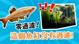 低成本不用過濾器不用打氣不用CO2不用電風扇想不到這樣也能養魚Fish Tank with NO Filter, NO CO2, NO Cooling Fan, NO Air Pump.