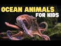 Ocean animals for kids  learn all about the animals and plants that live in the ocean