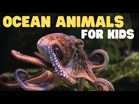 Ocean Animals For Kids | Learn All About The Animals And Plants That Live In The Ocean