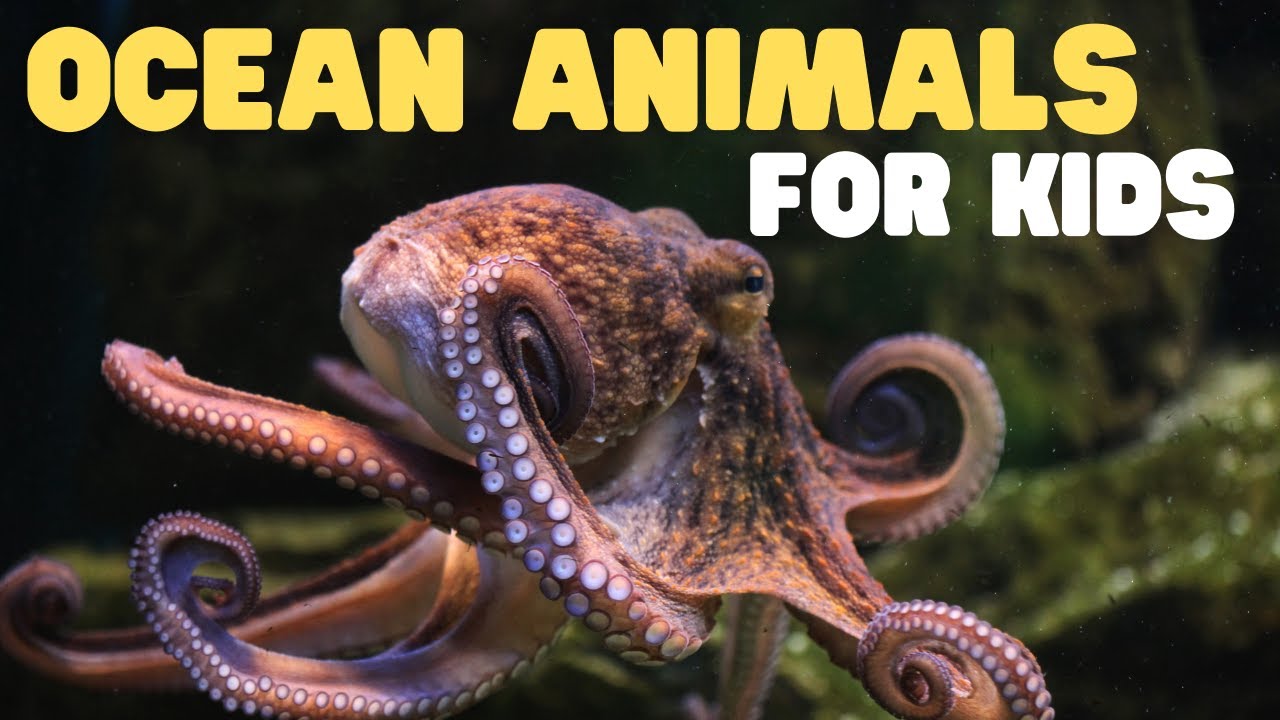 Ocean Animals For Kids Learn All About The Animals And Plants That Live In The Ocean Youtube