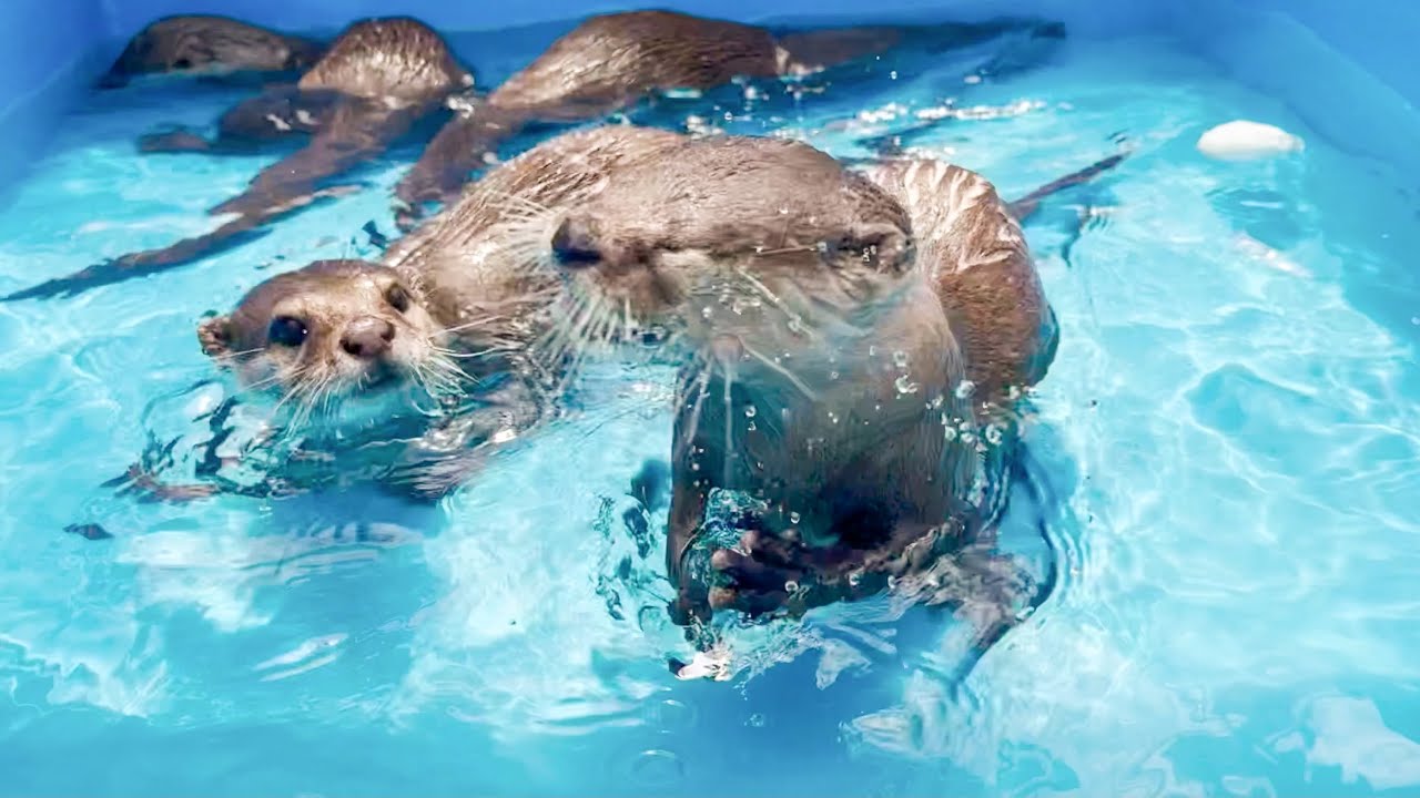 カワウソ】一緒にプールに入ったらカワウソたち大喜び！ - YouTube