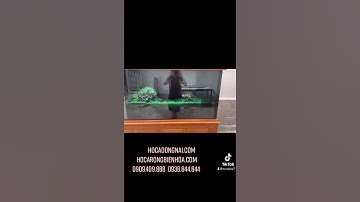 Hồ cá rồng công nghệ mới 1m55