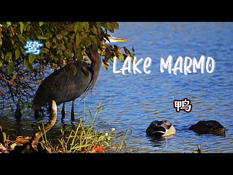 Herons Ducks At Lake Marmo Of Morton Arboretum 蓝鹭 野鸭 