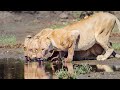 Amazing Wildlife Safari in Mana Pools | Kavinga Safari Camp | Zimbabwe 2021 | 4K Video