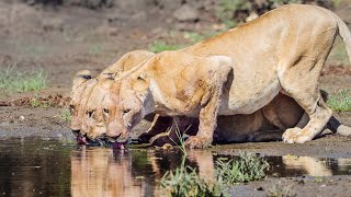 Mana Pools | Amazing Wildlife Safari at Kavinga Safari Camp | Zimbabwe 2021 | 4K Video