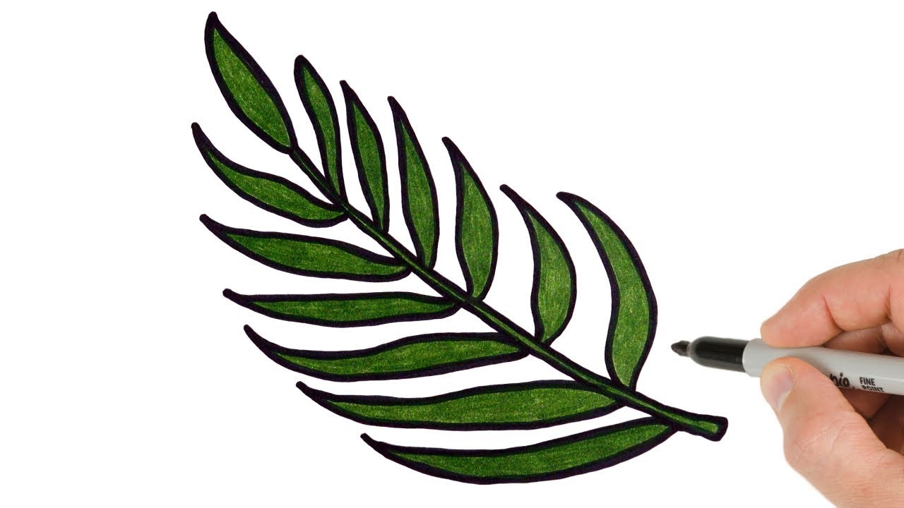 palm-leaf-drawing-outline