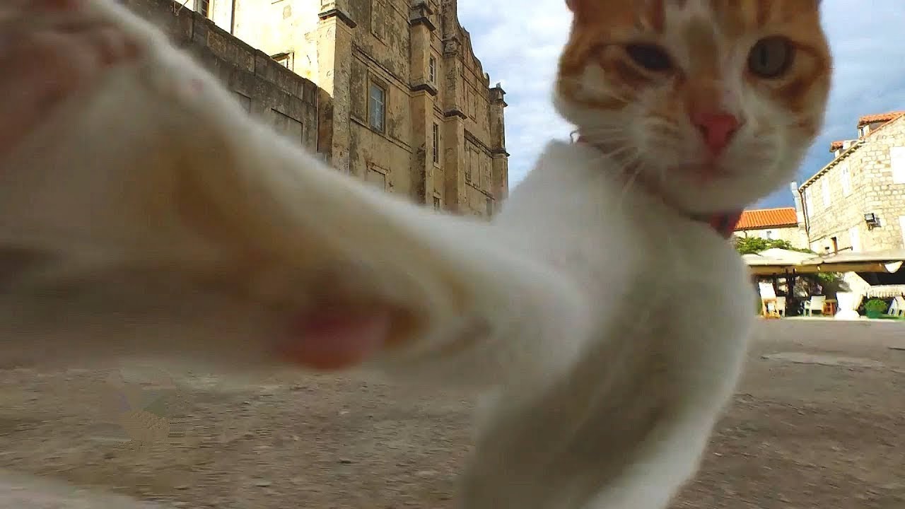 Animals vs Drones  Someone is afraid, and someone attacks!