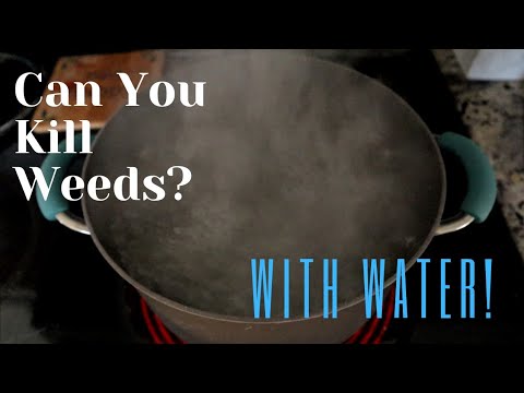 How To Kill Bushes With Boiling Water