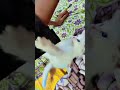 #Cute kittens kids fighting 😍😍😍#shorts#viral shorts
