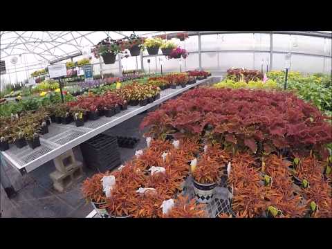 Video: Chrysanthemum Houseplants - Yuav ua li cas loj hlob niam hauv tsev