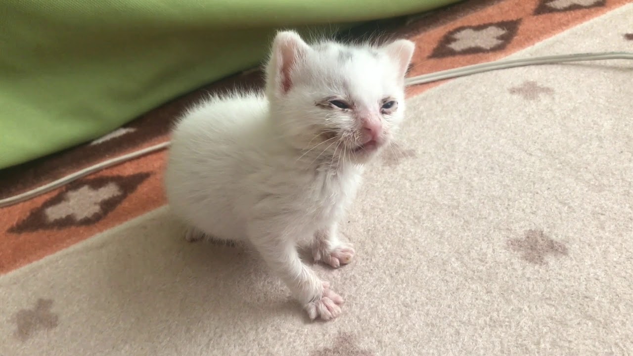 【捨て猫】立ちながら眠る子猫が可愛すぎる！！【育児放棄・保護】