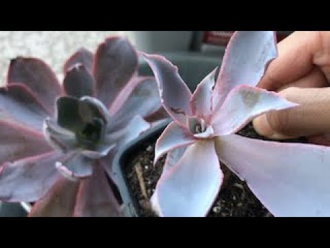 Come salvare Succulente in estate e Heavy Rain