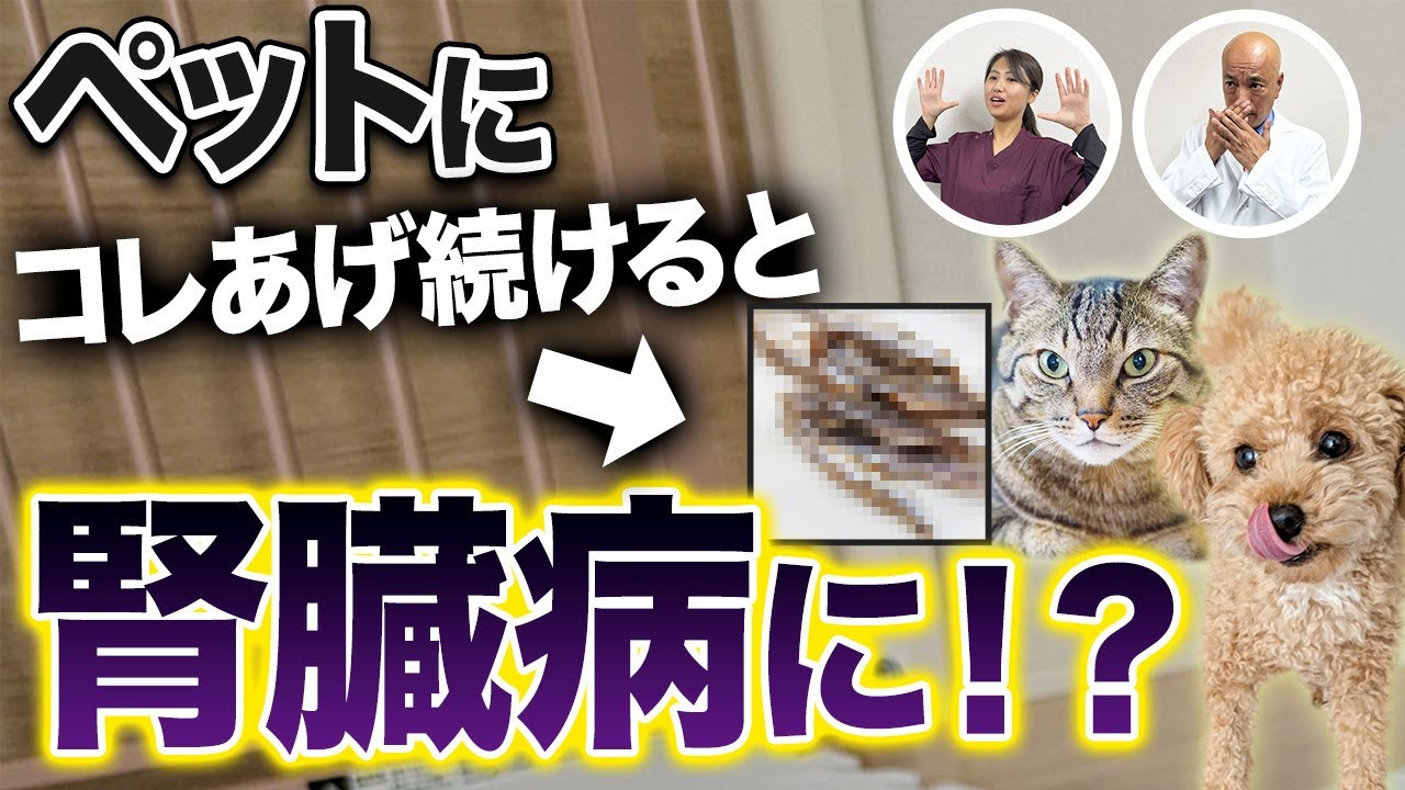 【獣医師が解説】犬の腎臓病予防には〇〇が重要！気をつけるべきフードと対策も詳しく説明します。【ペット/病気/ドックフード/リン/タンパク質】