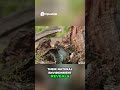 Squirrel Secrets Uncovering Clever Behaviors in Nature